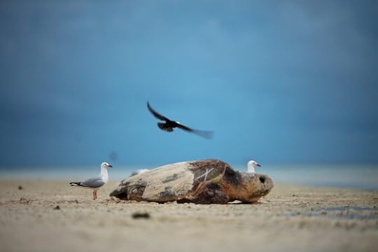 Trip Report Snorkelling Heron Island, Australia, 9-13 January 2023