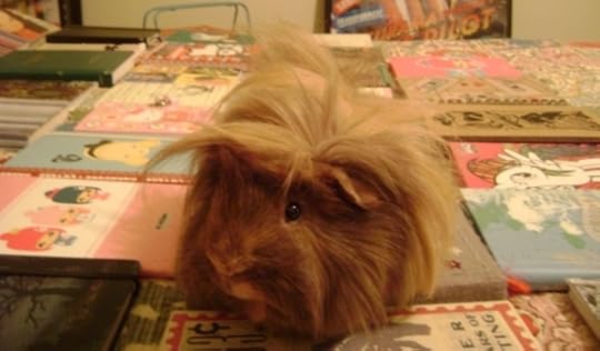 Rachel E Smith guinea pig Danger Crumples