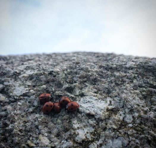 Ladybirds hibernate on the Witch Stone. Ailish Sinclair | Writer