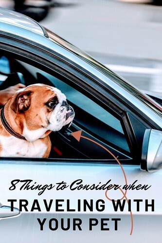 8 Things to Consider When Traveling With Your Pet 