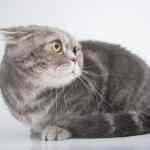 scared cat