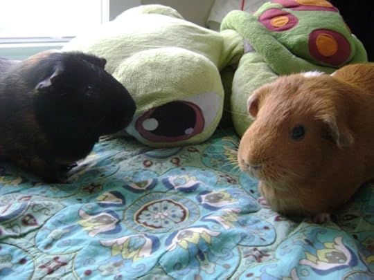 Rachel E Smith guinea pigs Belvedere and Pickles