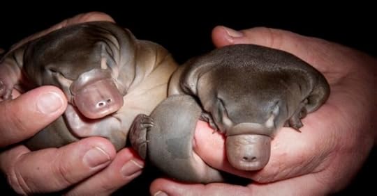 A picture showing two baby platypus. Their skin is soft, almost gooey. The folds of their skin look like the folds of bread dough. The baby platypus (or puggles as they are known) have their eyes shut. Their little chunky paws cling to the human hands holding them. Their tails appear to have the texture of kiwi fruit. They are adorable. (Image Source: a-z-animals.com)