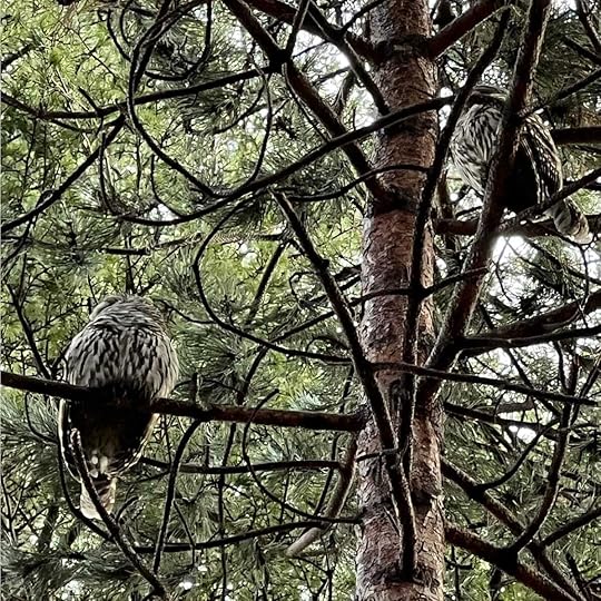 Two barred owls sitting across from each other in the tall tree branches.