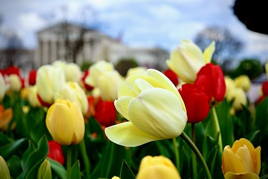 tulips with the Supreme Court in the background