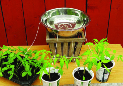 water in a bowl sitting above plants in pots with wick watering