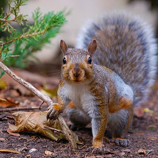 squirrelseating