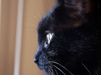Panzer says, They look interesting.