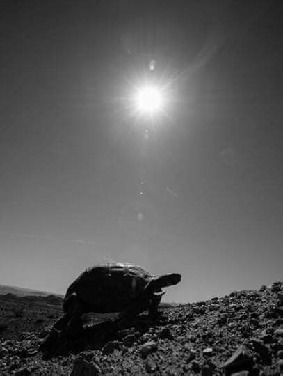 A desert tortoise in the Mojave desert, southern California, US