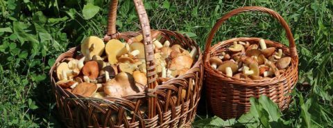 Gr- words as mushrooms - exploring the etymologies of words beginning with gr-. By the Oxford Etymologist for the OUPblog