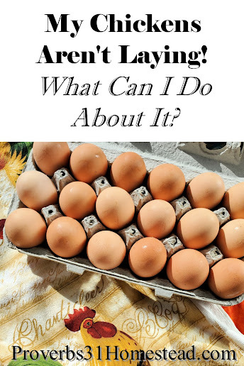 What to Do When Hens Aren't Laying Eggs