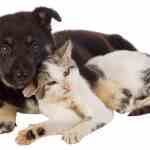 why cats and dogs suck