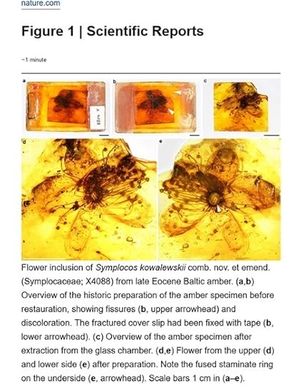 Screen shot showing a flower fossilized in amber