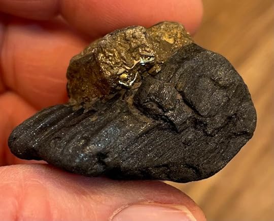 Finding Fossils on the Isle of Wight