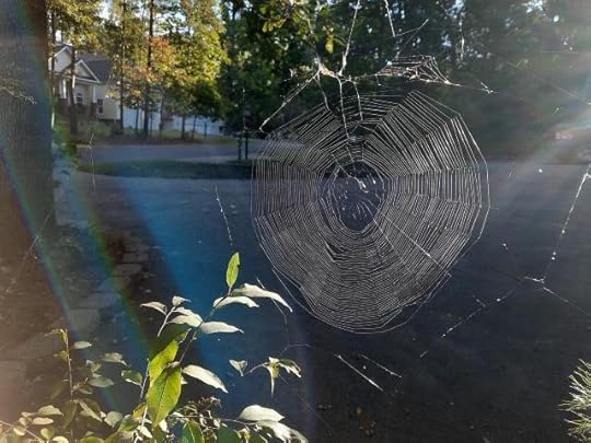Spider art early morning in our front yatd
