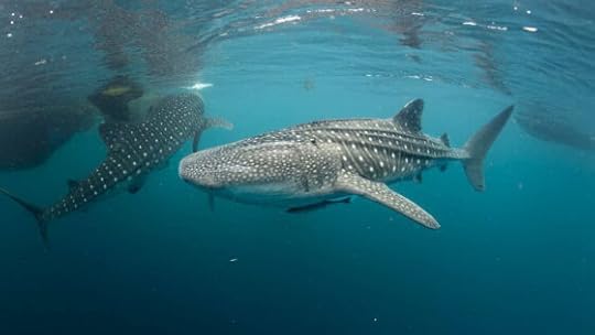 Prize announcement, epic swim with whale sharks, sun bear conservation