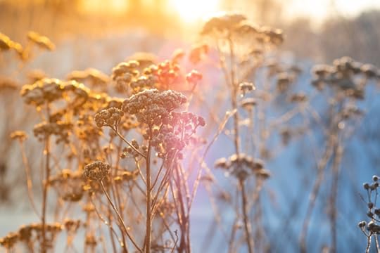 baby's breath in sunlight flower remained unheeded