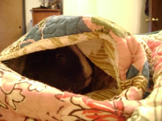 Rachel E Smith guinea pig Ozymandias