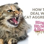 cat aggression