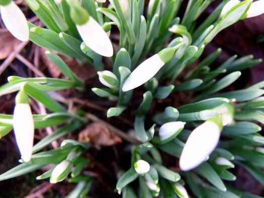 snowdrops on Candlemas