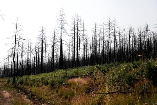 https://www.aljazeera.com/wp-content/uploads/2023/01/2021-09-08T100100Z_1137457244_RC237P9E1KXJ_RTRMADP_3_USA-CLIMATE-WILDFIRES-TREES.jpg?resize=770%2C513&quality=80