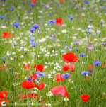 Flowers in Flavnders