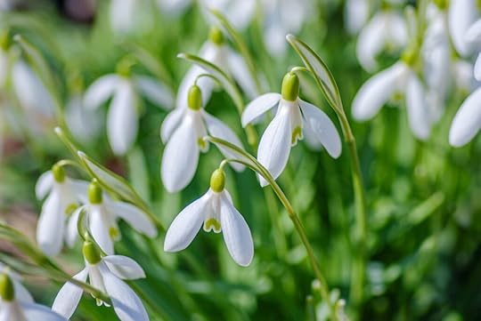Snowdrops flowers
