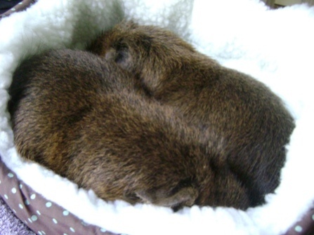Rachel E Smith guinea pigs Twiglet and Pammy