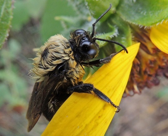 v wet bee 2