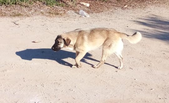 Tinker walking on sand in the sun