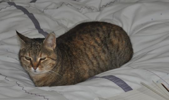 Smokey sitting on a bed