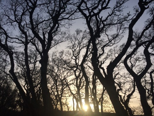 Looking for witches' brooms in the woods
