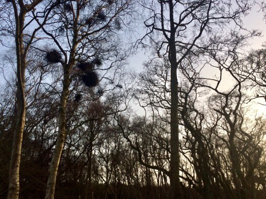 witches' brooms on birch trees