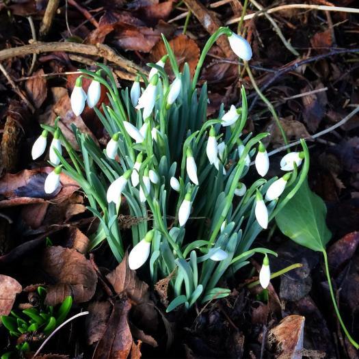 snowdrops in a snaggled place