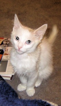 Merlin as a kitten