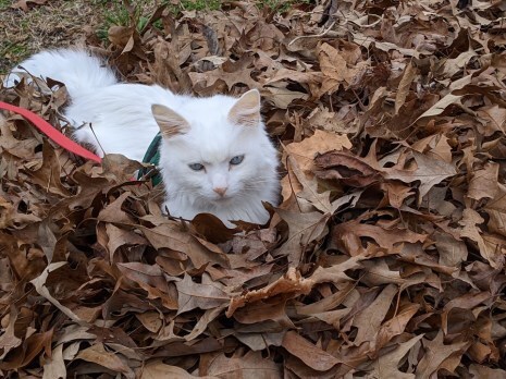 Merlin in the Leaves