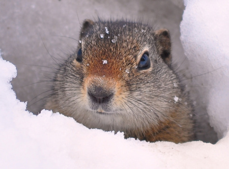 mr-groundhog