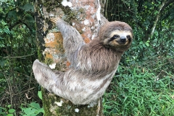 Bicho-preguiça_3