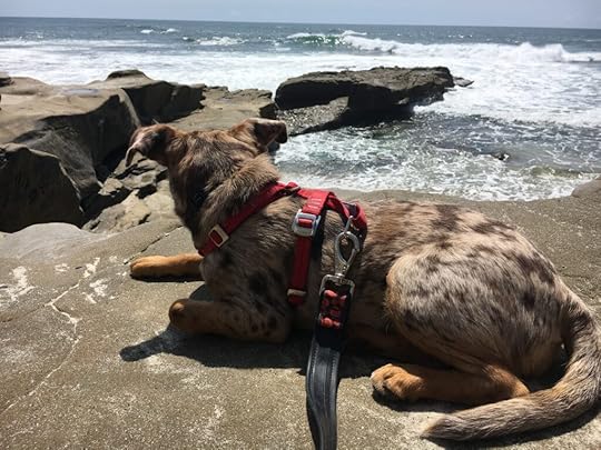 Sunny watching the waves in Bird Rock, La Jolla, California.