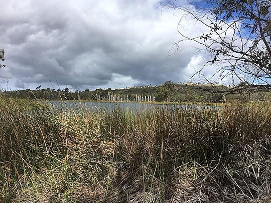 View of the palm trees on the other side of Miramar Reservoir