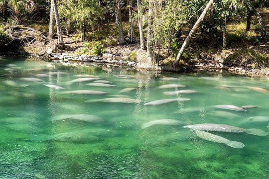 blue spring state parks - one of the best things to do in orlando besides theme parks