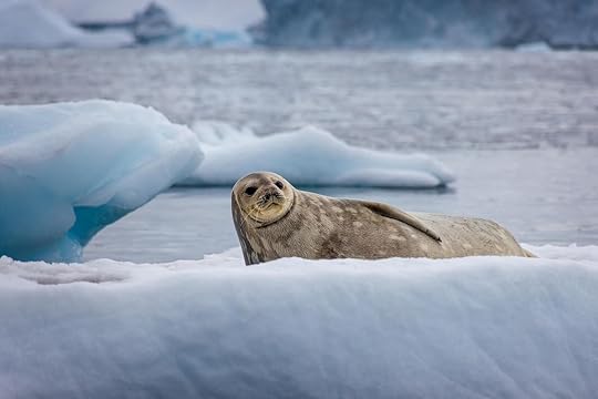 young seal in antarctica