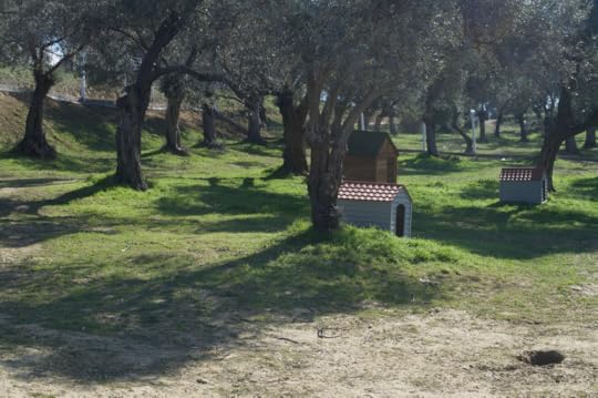 Olive trees and dog kennels.