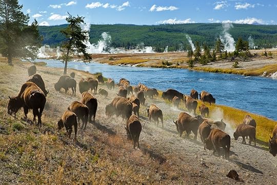 bison at yellowstone