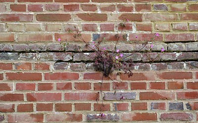 planta seca que sale de la grieta de una pared