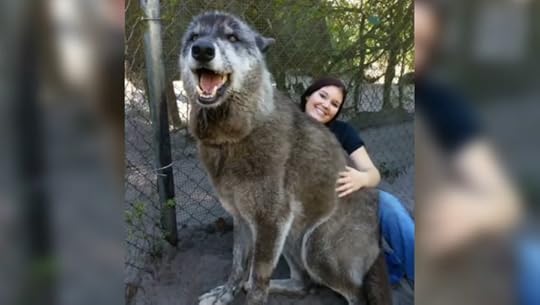 Terminally ill wolfdog-hybrid named Yuki becomes an internet sensation | The Independent | The Independent