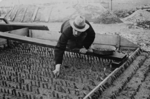 Black and white image of Luther Burbank, wearing a coat and hat, bending over a raised bed of several dozen small cactus plants growing in rows.