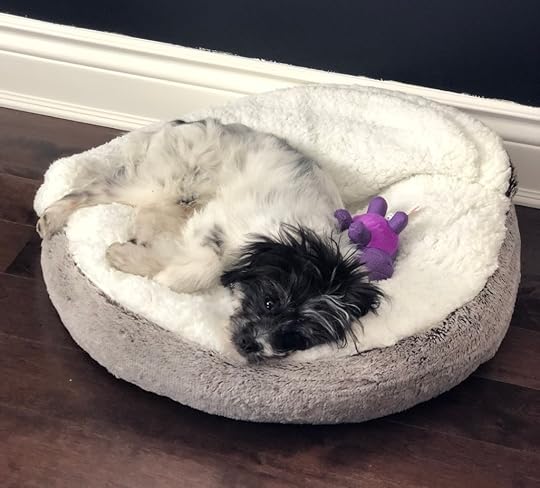 My dog, who is very cute.