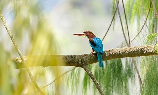 parks in singapore - birdwatching
