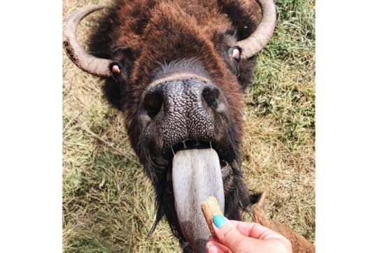 feeding a bison at terry bison ranch in wyoming